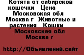 Котята от сибирской кошечки › Цена ­ 500 - Московская обл., Москва г. Животные и растения » Кошки   . Московская обл.,Москва г.